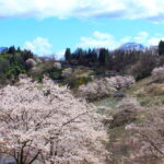陸郷山桜