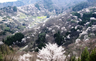 陸郷の山桜　桜仙峽